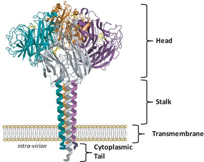 Influenza Virus Neuraminidase Structure and Functions